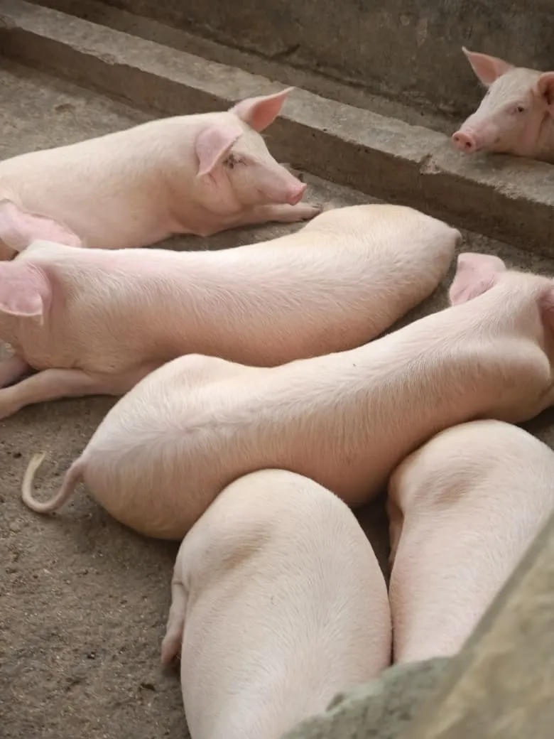 Pigs in a pen