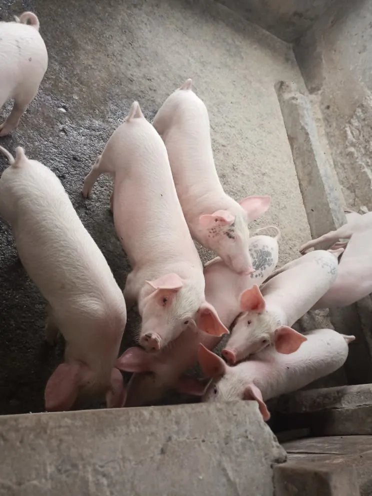 Pigs in a pen