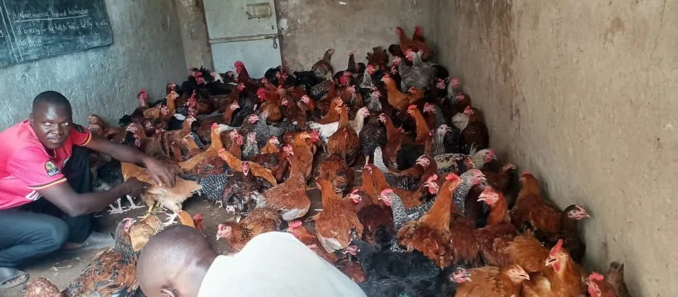 A pen of poultry